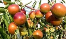 冬枣储存爆料方法图片视频,揭秘图片视频中的储存高招